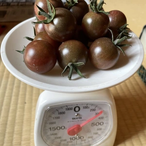 【露地栽培・農薬不使用】トスカーナバイオレット(1kg) 