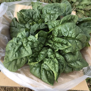 北国の寒締めほうれん草