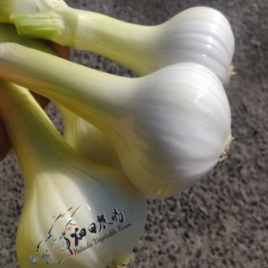 自然栽培 葉付きタマネギ【最優秀賞／SDG’ｓエバンジェリスト／食品ロス】