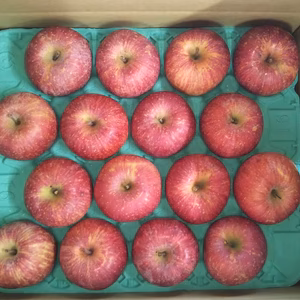 ［送料込］　りんご 　ふじ　贈答用 　大玉