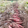べにはるか　さつまいも　自然栽培（無肥料・無農薬・無除草剤）鳥取