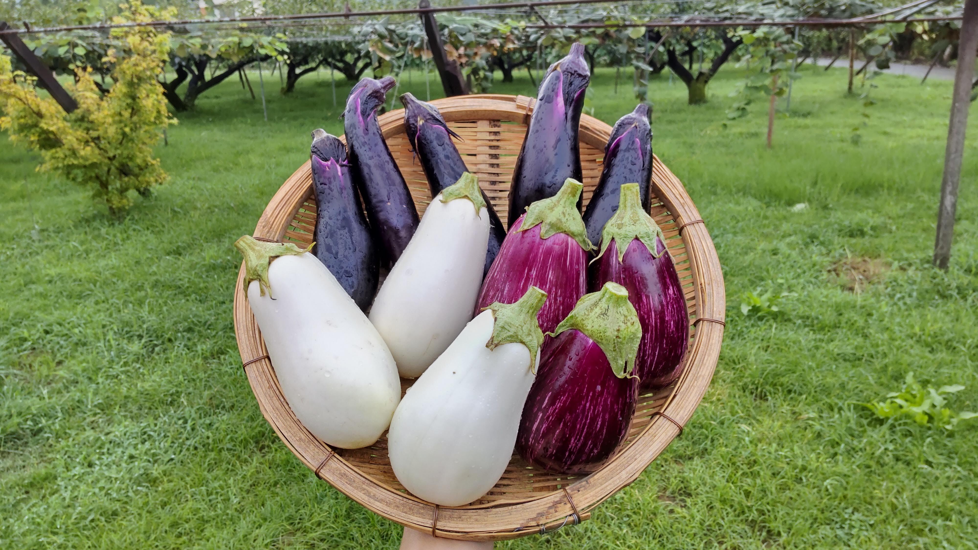 ベトナムナス、白ナス19kg