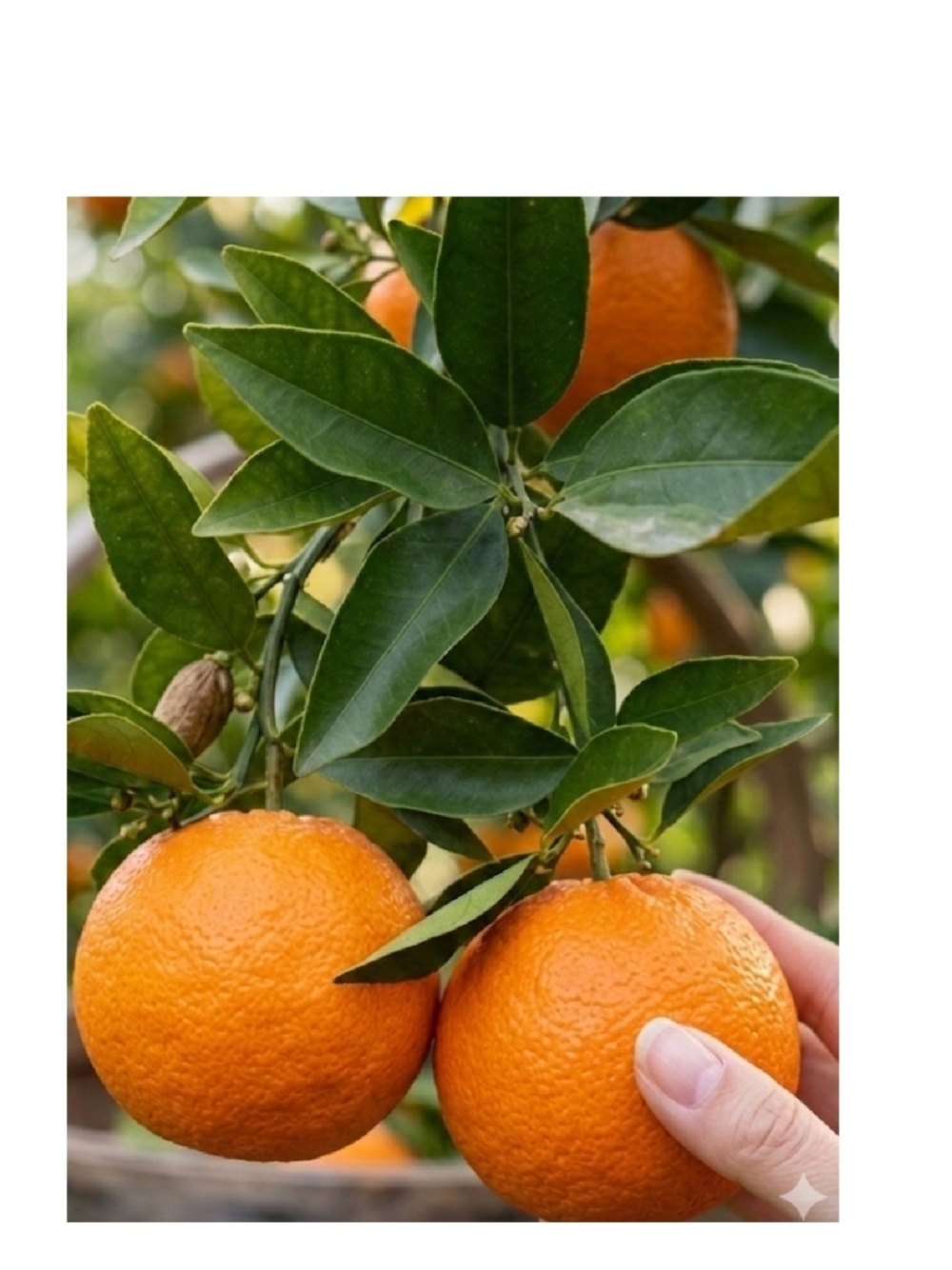 希少価値【3月～】越冬完熟！希少 高しょう系ポンカン ｜みかんの商品