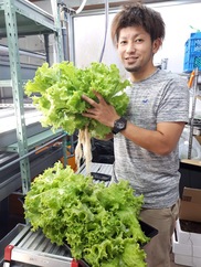ディル 無農薬室内水耕栽培フレッシュハーブ 農家漁師から産地直送の通販 ポケットマルシェ