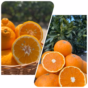 ☆春の柑橘祭り☆樹熟清見オレンジ 三宝柑セット