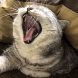 ゆきぽん