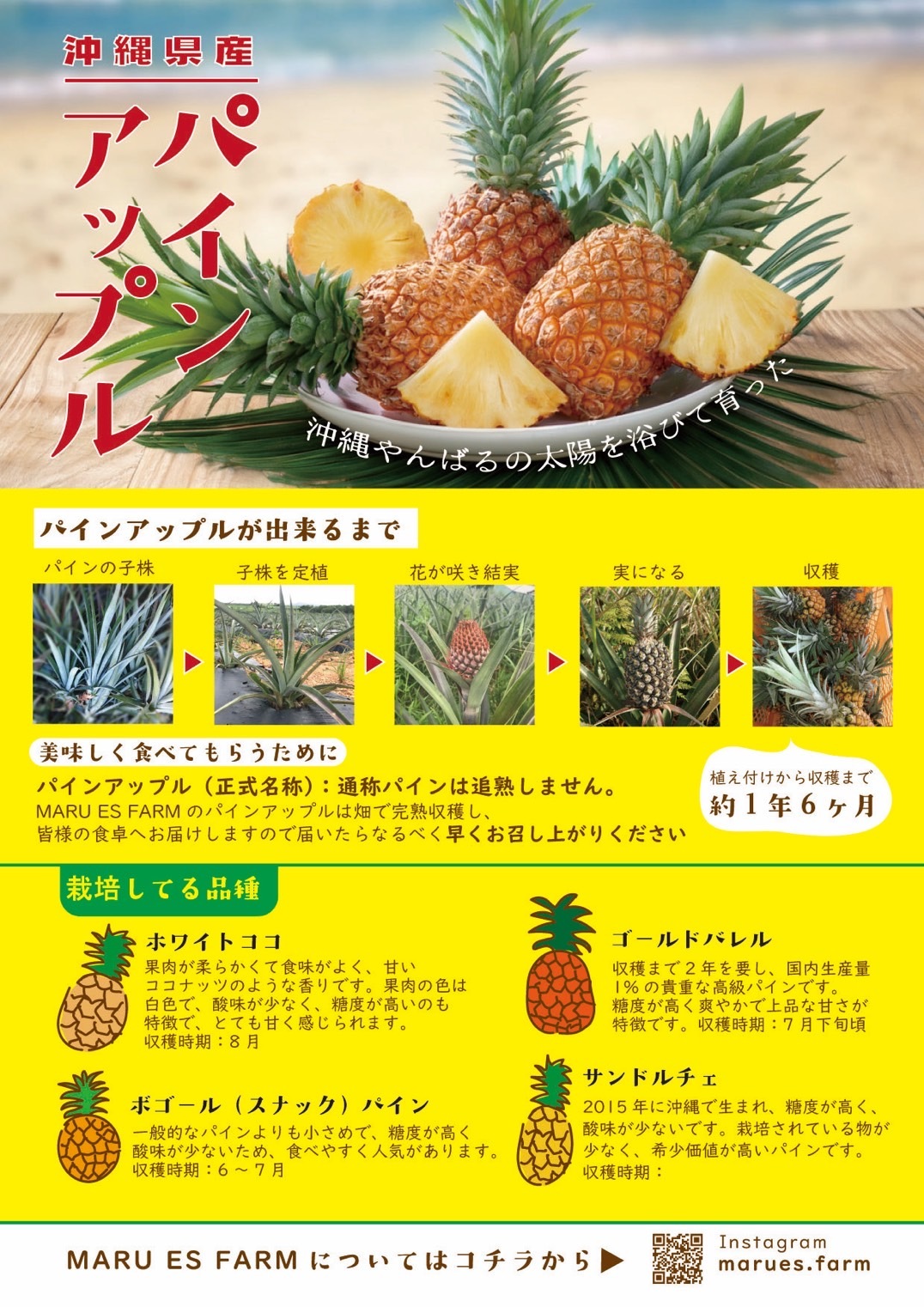 ackey　スナックパイン×12キロ分 大容量！沖縄県産スナックパイン！12kg！｜パイナップルの商品