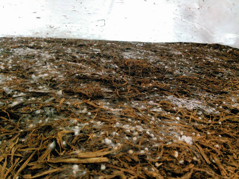 14670877_1150545968361992_486200749331982002_n