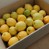 【福袋2026】無農薬レモン5kg