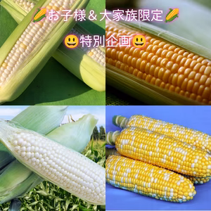 最高糖度24度を超えたぶどうより甘いとうもろこし『博多うまきび』訳アリ3キロ