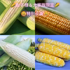 最高糖度24度を超えたぶどうより甘いとうもろこし『博多うまきび』訳アリ3キロ