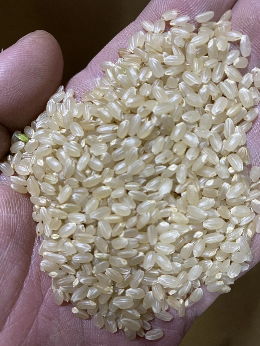 新米 令和5年山形県産 ひとめぼれ 玄米 30kg 精米可能｜米・穀類の商品