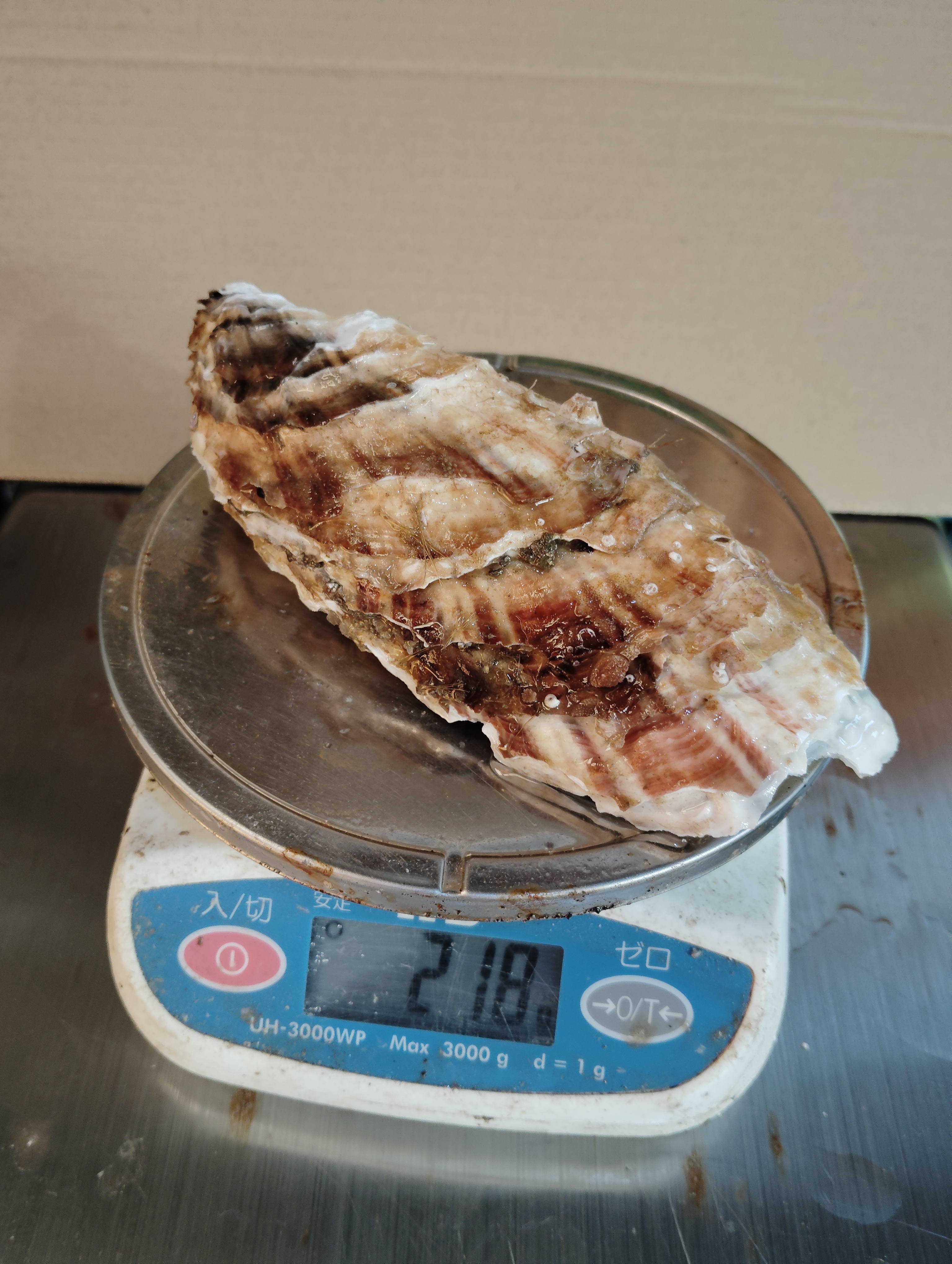 秀峰牡蠣 特大200gアップ 生食用 40個入り 北海道森町産 40粒入り