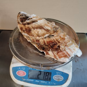 秀峰牡蠣　特大２００ｇアップ　生食用　20個入り 噴火湾森町産