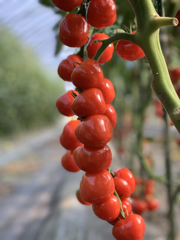 新食感！薄皮、甘い【ぷにょぷにょ】ミニトマト‼️