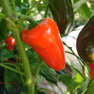 Herb & Dreams自慢の✨フルーツピーマン✨とジャンボピーマンセット‼️