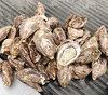 シングルシード真牡蠣　殻付き生食用　30g〜60g