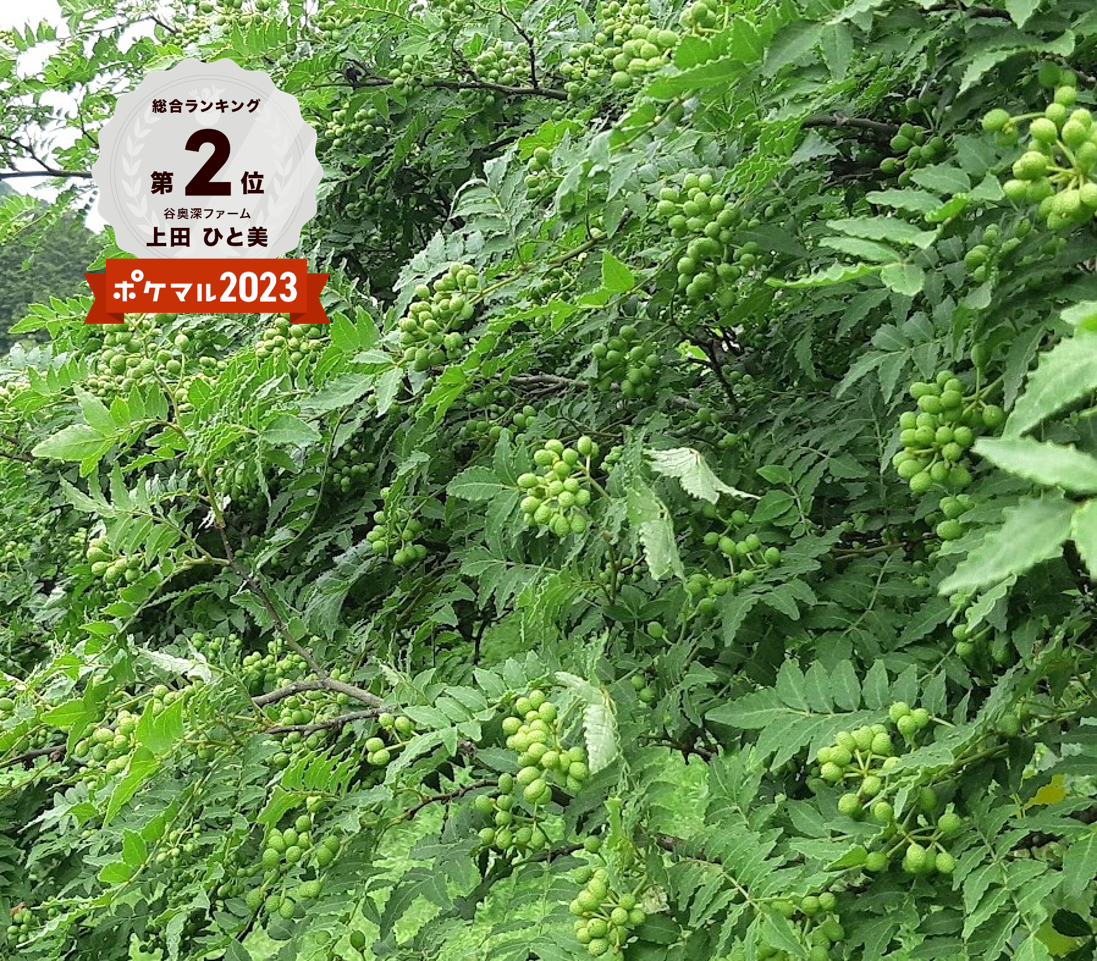 [ネコポス]柑橘の香り 谷奥深ファームの実山椒(生)1袋100g 2袋(200g)