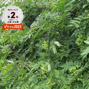 【ネコポス】谷奥深ファームの実山椒(生)1袋100g ※5月下旬から発送