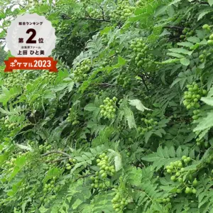 【ネコポス】柑橘の香り　谷奥深ファームの実山椒(生)1袋100g 
