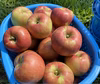 訳あり5キロ箱サンつがる！　あまーい夏りんご！！