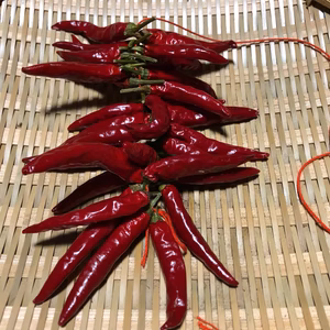 【農薬・化学肥料不使用栽培】2024年産  乾燥唐辛子・たかのつめ