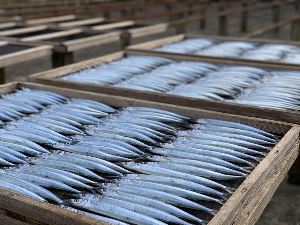 食べたらやみつき さよりのゴロ干し 丸干し 飯岡ヤマイチ水産 大納屋 農家漁師直送のポケットマルシェ