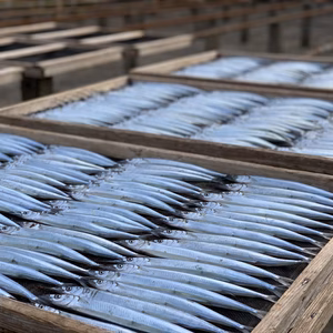 買う程お得★さよりのゴロ干し(丸干し)