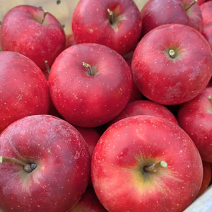 信州飯綱産　シナノピッコロ家庭用3K