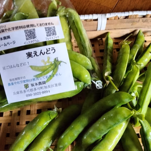 実えんどう（約1キロ）旬のお野菜のおまけ付き！