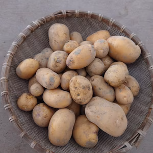 【無肥料栽培】インカのめざめ