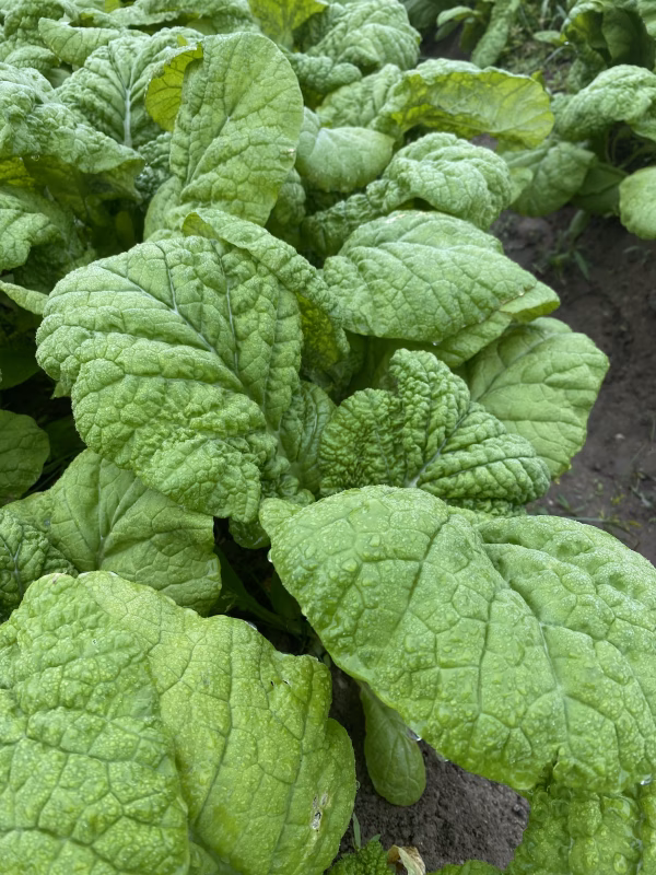 かつお菜　朝どり！お鍋のお供に！　京都府産