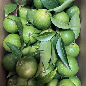 【すだち】2kg‼️（箱込み）無消毒、農薬・化学肥料不使用、ノーワックス