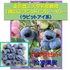 ブルーベリー冷凍果実ラビットアイ4パック：東京農工大学名誉教授「横山正ブランド」