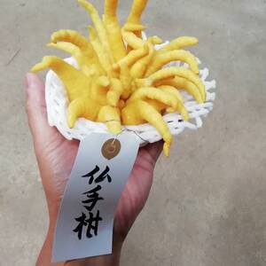 【特大】モニター求む！珍柑橘！特別価格