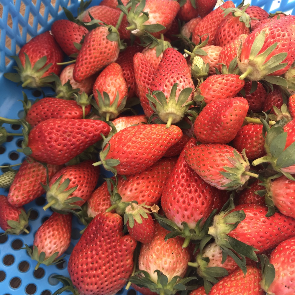 冷凍ベジタブル ハンバーグ 農家漁師直送のポケットマルシェ