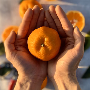 【越年完熟】樹上でじっくりと成熟「ぽんかん」（5kg）