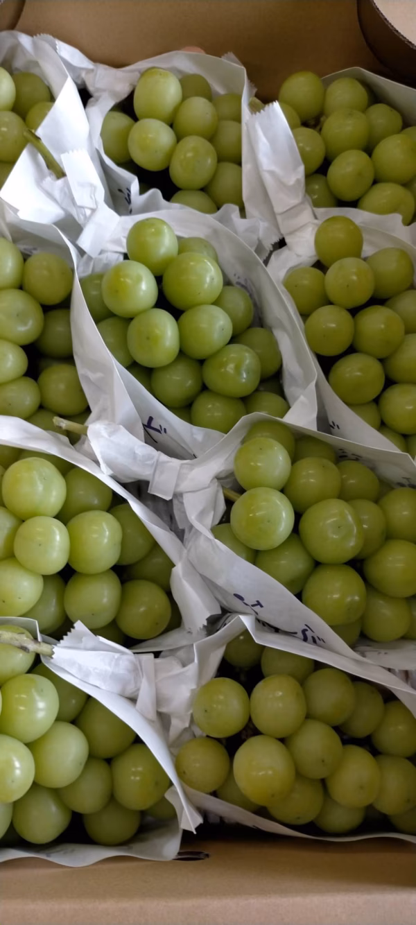 大きな粒が自慢！やまたか農園の「シャインマスカット」！