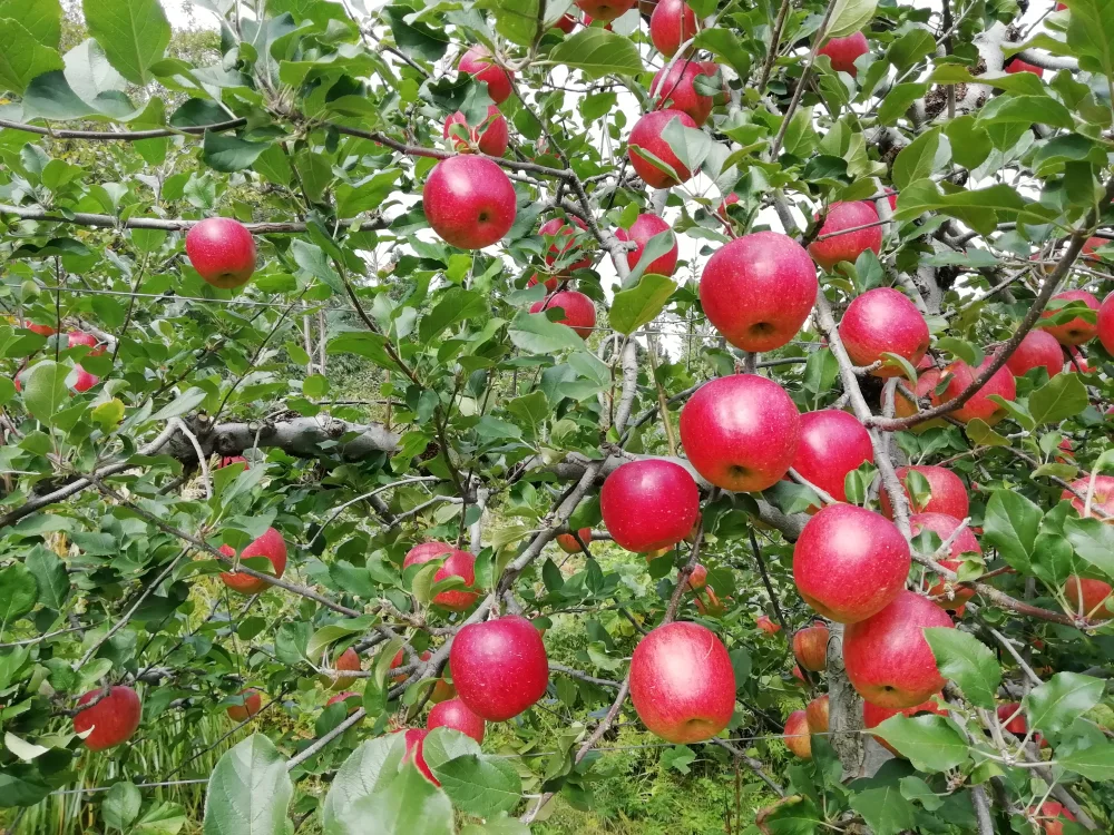 紅玉りんご　酸味が美味しい　2.5㌔　訳ありお徳用　ご好評販売中　