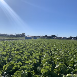 農家直送！　採れたて旬のお野菜BOX