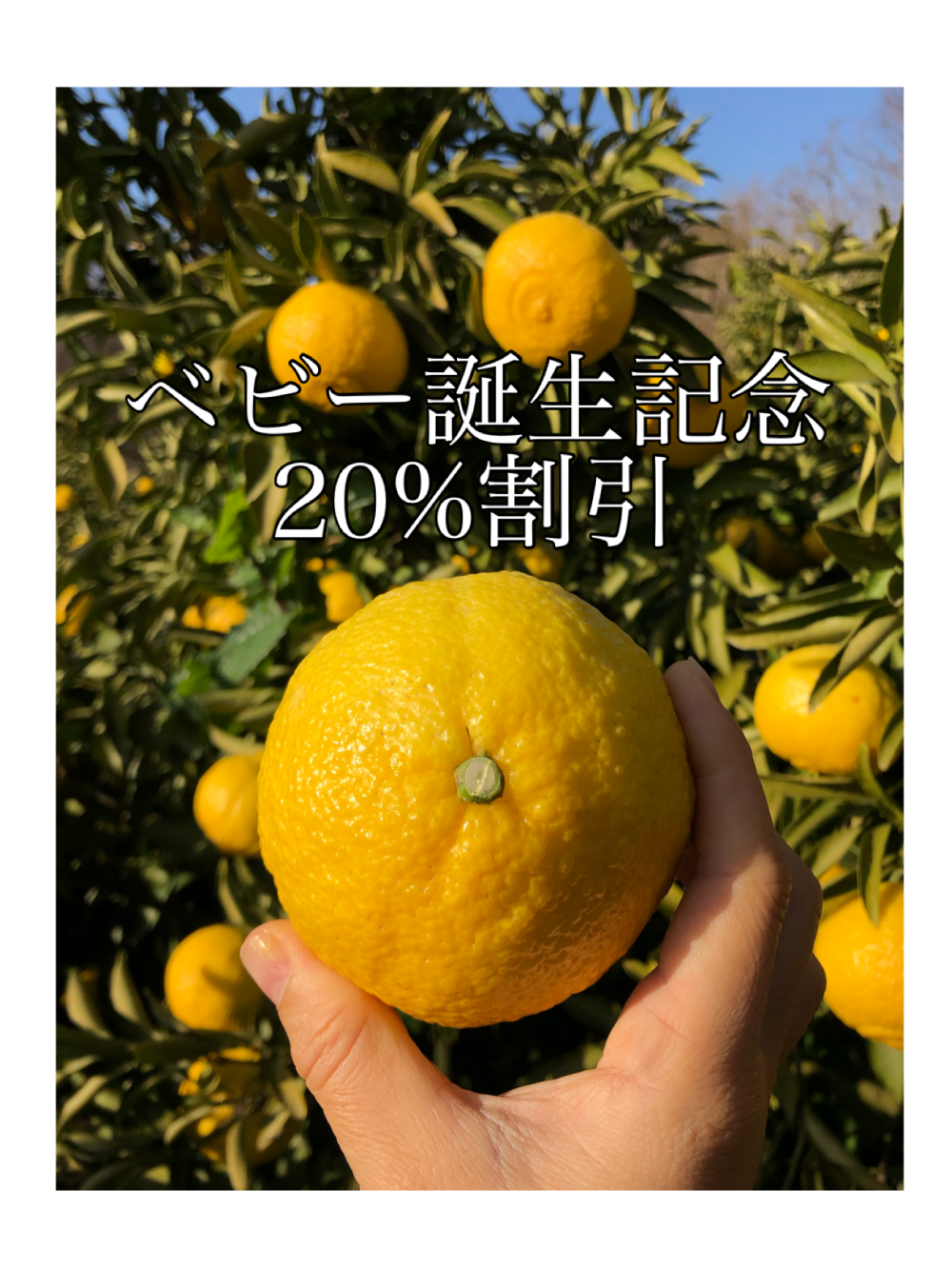 バックナンバー]春柑橘「はるか」20%オフの理由が幸せ〜👶🏻今週の