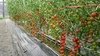 カラフル トマト１kg+ドライトマト25g　農家自家製　トマトの詰め合わせセット