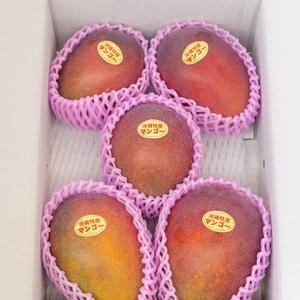 沖縄・宜野座育ちマンゴー【良品・ご自宅用・白箱入り、約2kg、常温発送】
