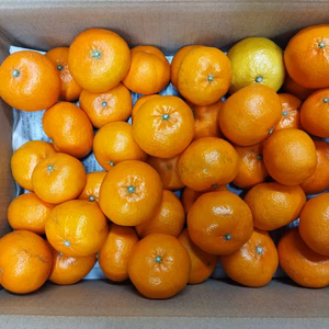 ２箱　弁当のお供に　つぶらなせとか  箱込み4.5キロ　おまけつき