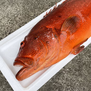 【魚突き】スジアラ7.2kg 鱗、内臓処理済