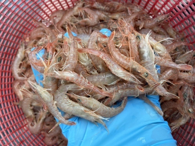 唐揚げ かき揚げに 雑賀崎漁港じゃこえび 小 3kg 250g 12 農家漁師から産地直送の通販 ポケットマルシェ