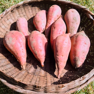 自然栽培　さつまいも　紅はるか(2kg)