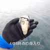 【訳アリ牡蠣】殻は汚れてるけど身は満タン！80サイズ4kg/100サイズ8kg