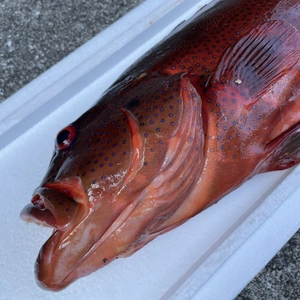 【魚突き】スジアラ2.1kg 鱗、内臓処理済