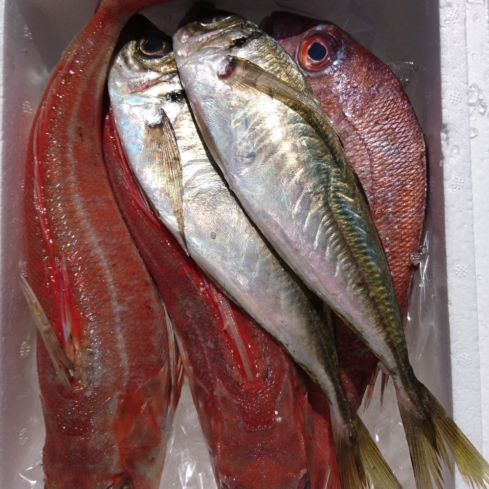 値下げ 本バイ貝 黒バイ 生きたまま発送 2キロ箱 漁に出られ次第の発送 農家漁師直送のポケットマルシェ
